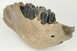 Fossil Woolly Rhino (Coelodonta) Right Mandible - North Sea #200805-3